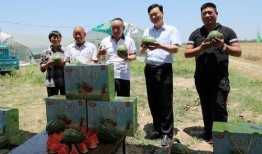 娱乐吃瓜酱小城市,娱乐吃瓜酱的趣味解读