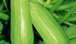 17cc吃瓜网 免费吃瓜,免费畅享海量瓜果，轻松解锁娱乐圈最新动态